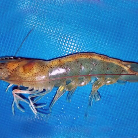 bệnh phân trắng