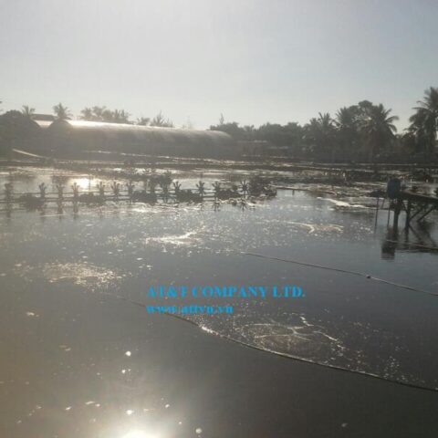 bạt lót ao tôm 1